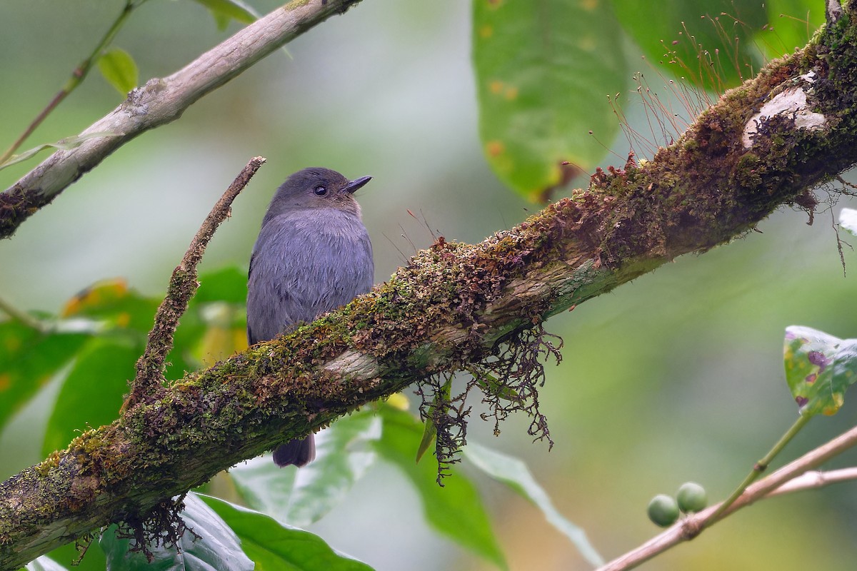 Мухоловка нильгірійська - ML646863987
