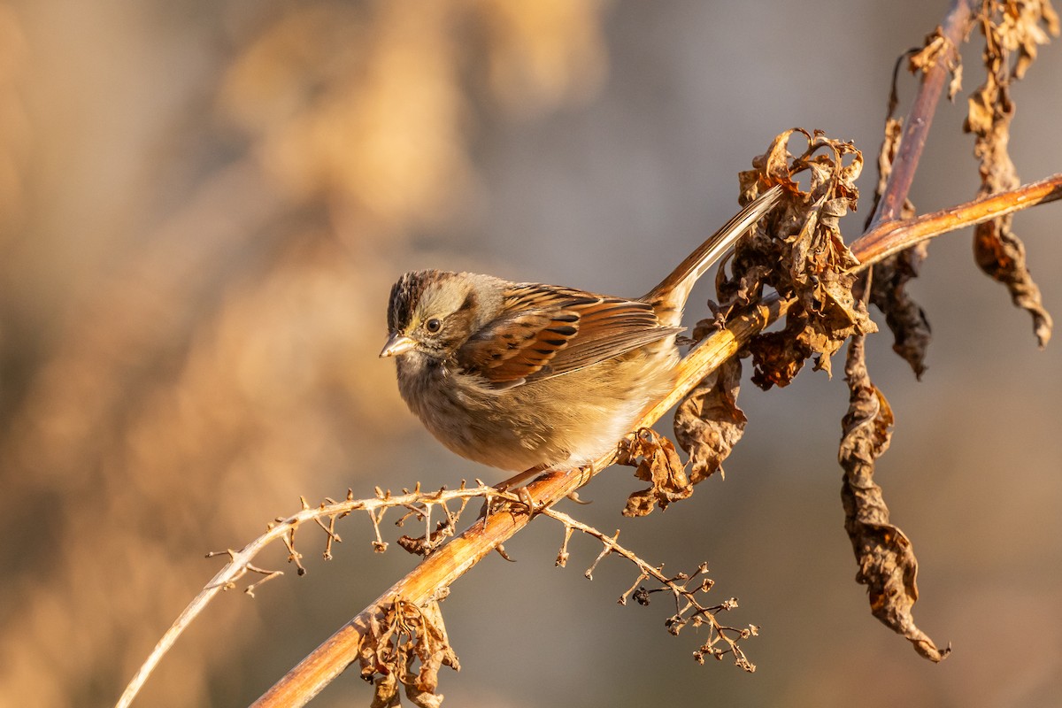 Swamp Sparrow - ML646863988