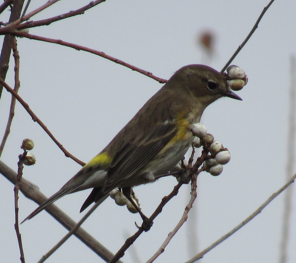 Taçlı Ötleğen - ML646863989