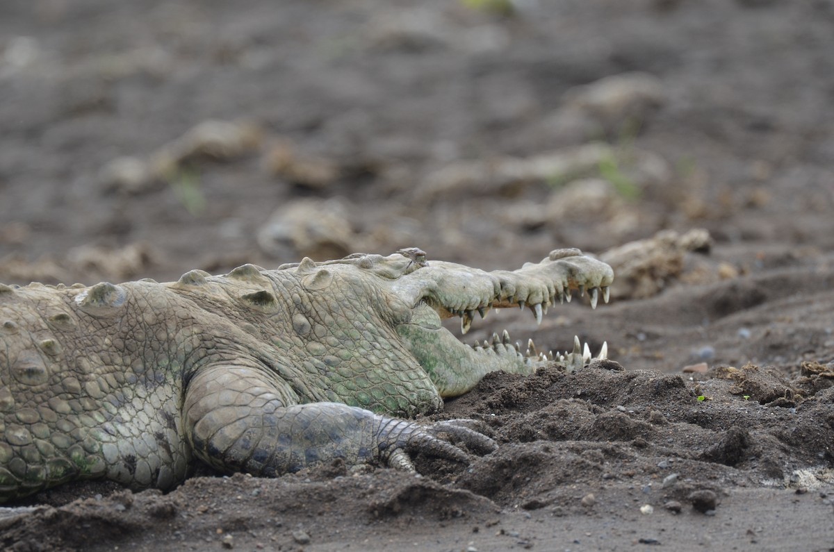 American Crocodile - ML646863990