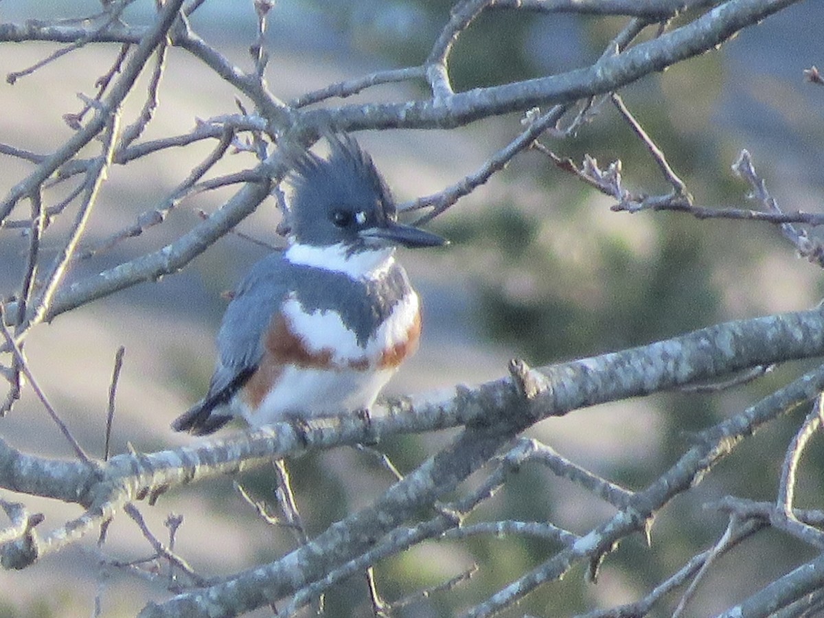 Belted Kingfisher - ML646863991