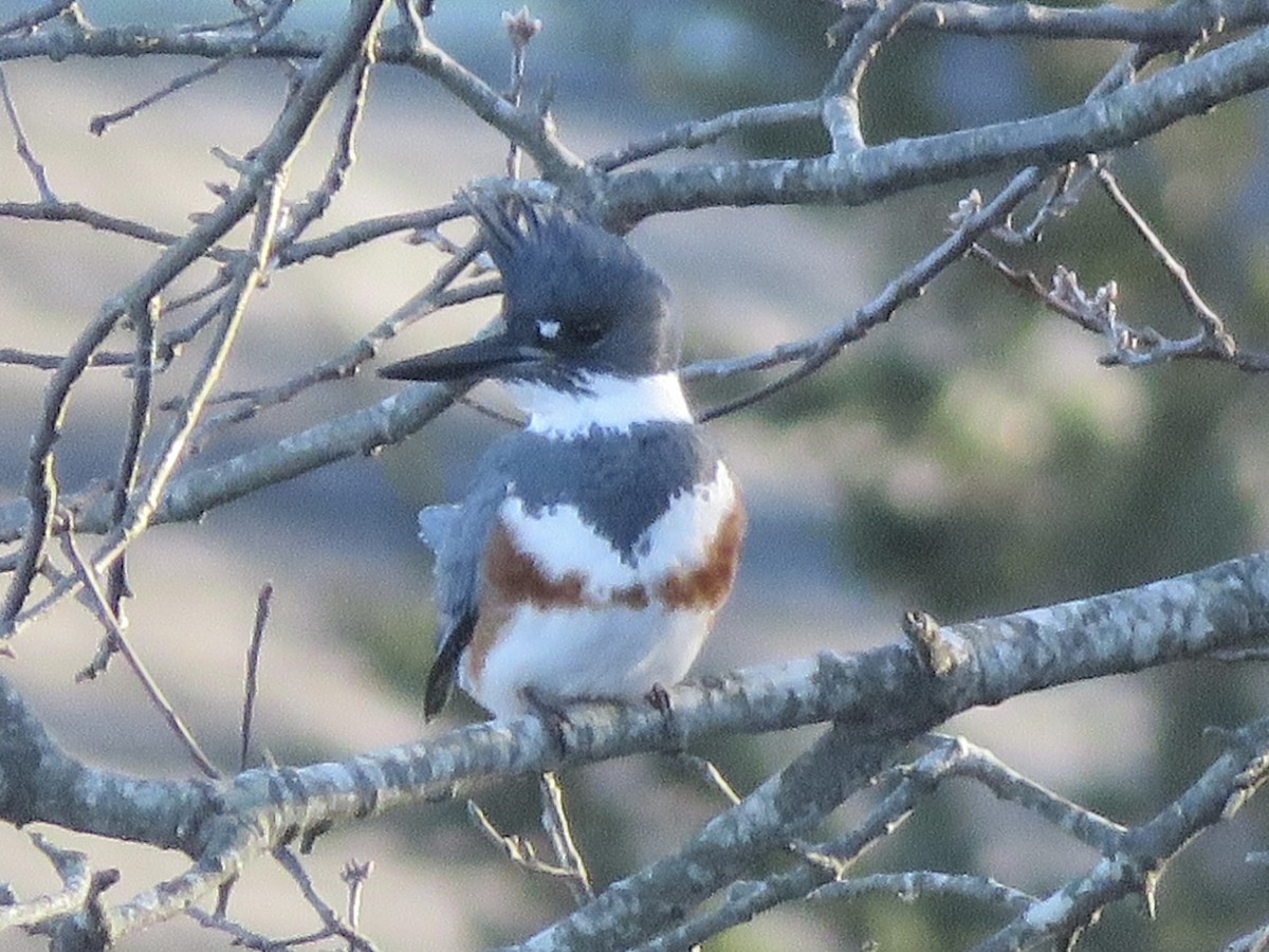 Belted Kingfisher - ML646863992