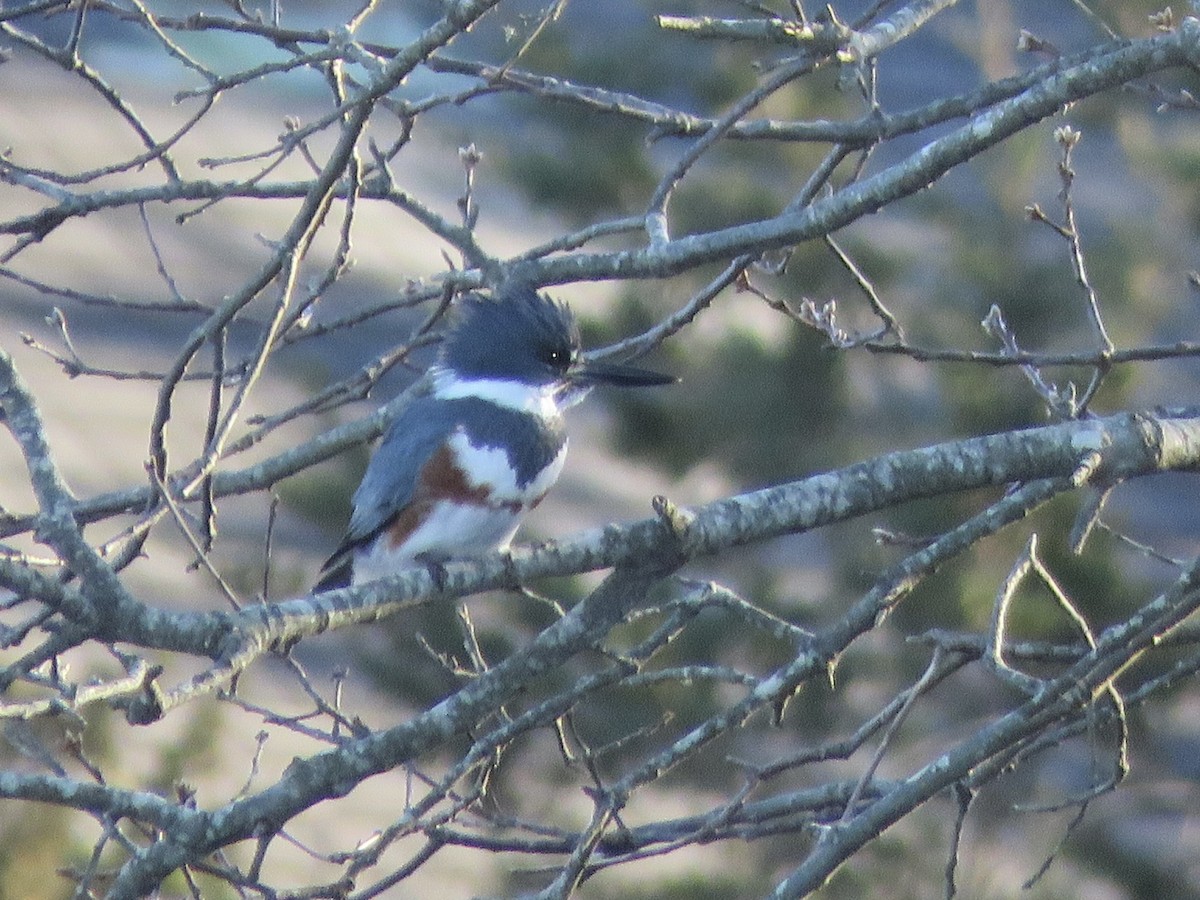 Belted Kingfisher - ML646863993