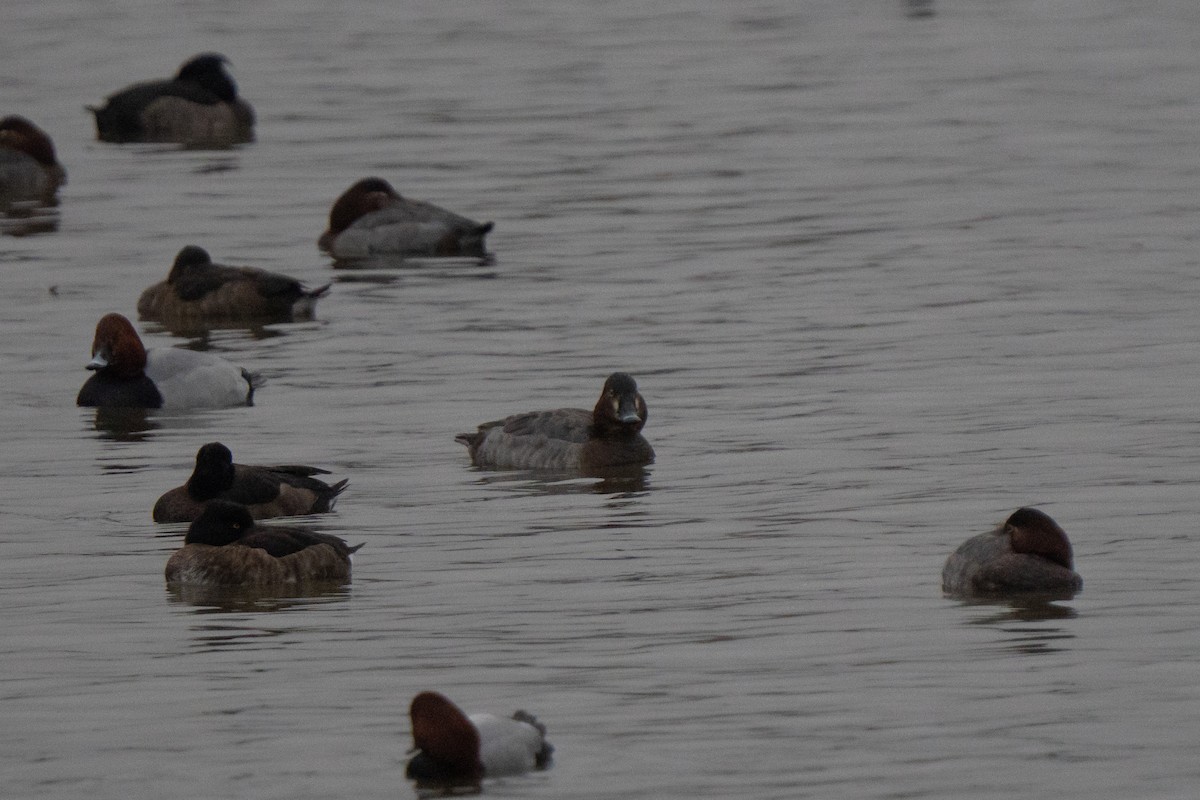 taffeland - ML646863994