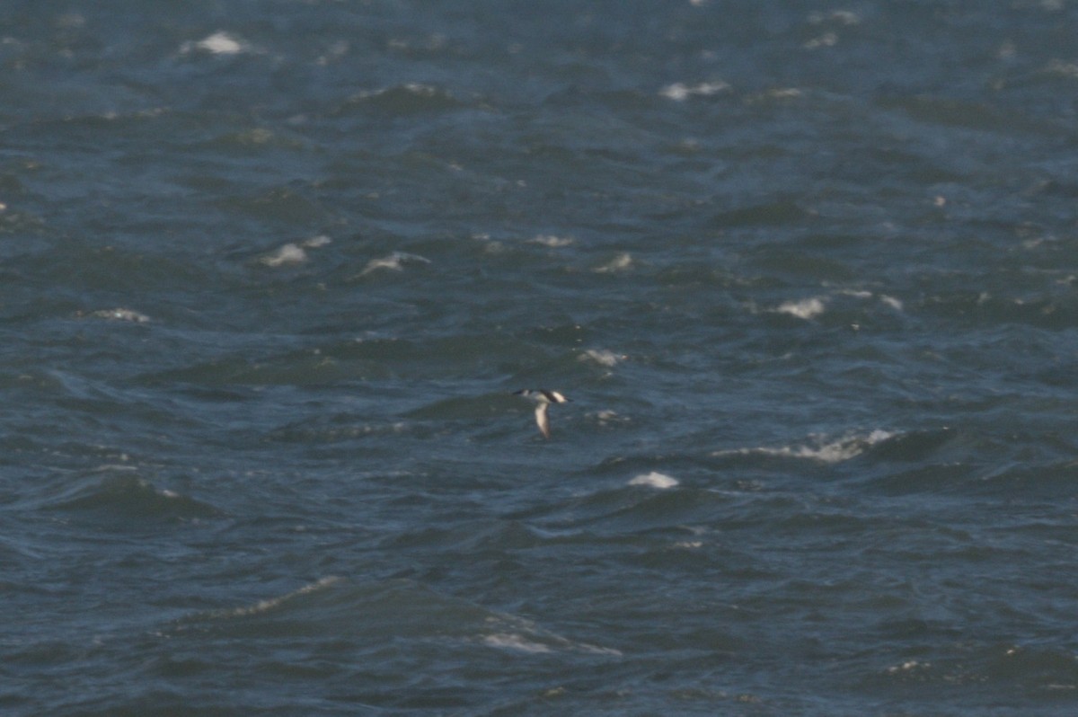 Razorbill - ML646863995