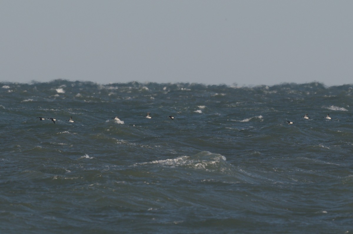 Razorbill - ML646863996