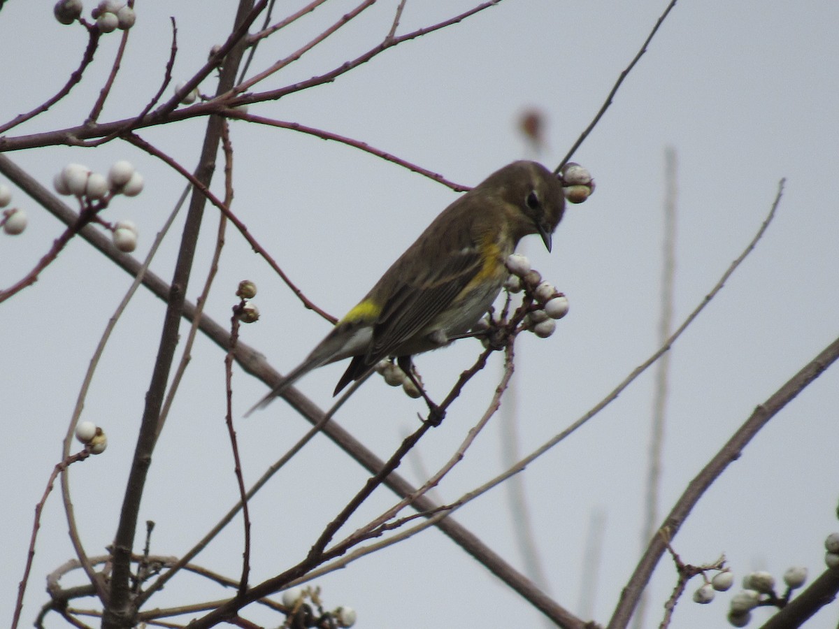 Taçlı Ötleğen - ML646863998