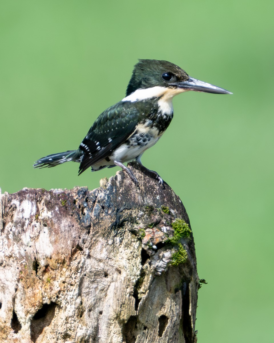 Yeşil Yalıçapkını - ML646863999