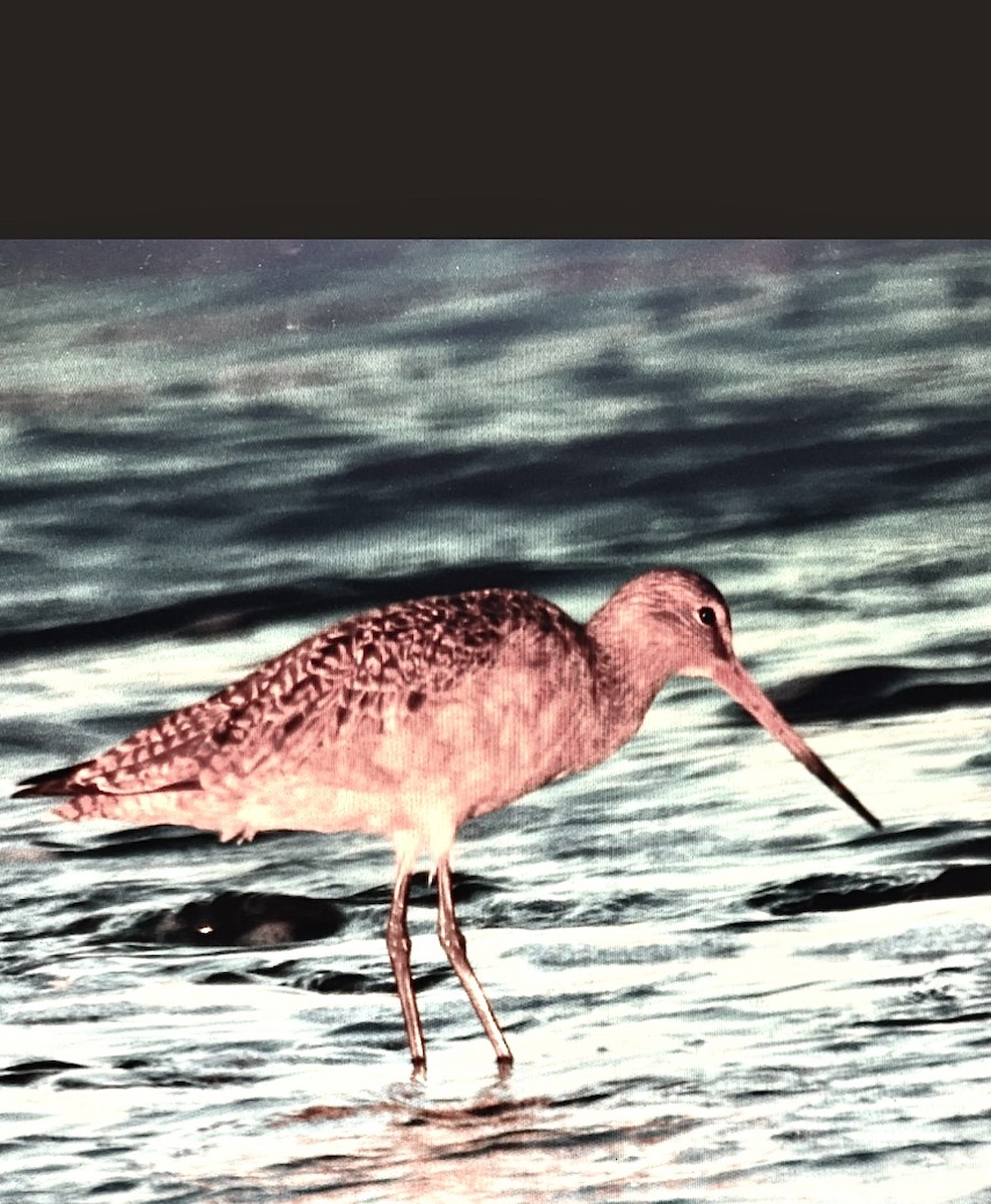 Пятнистый веретенник - ML646864000