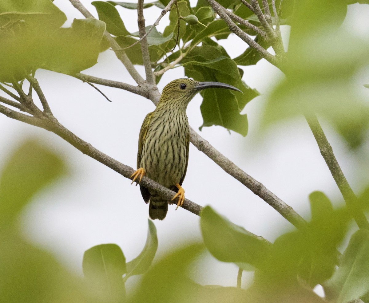 Streaked Spiderhunter - ML646864001