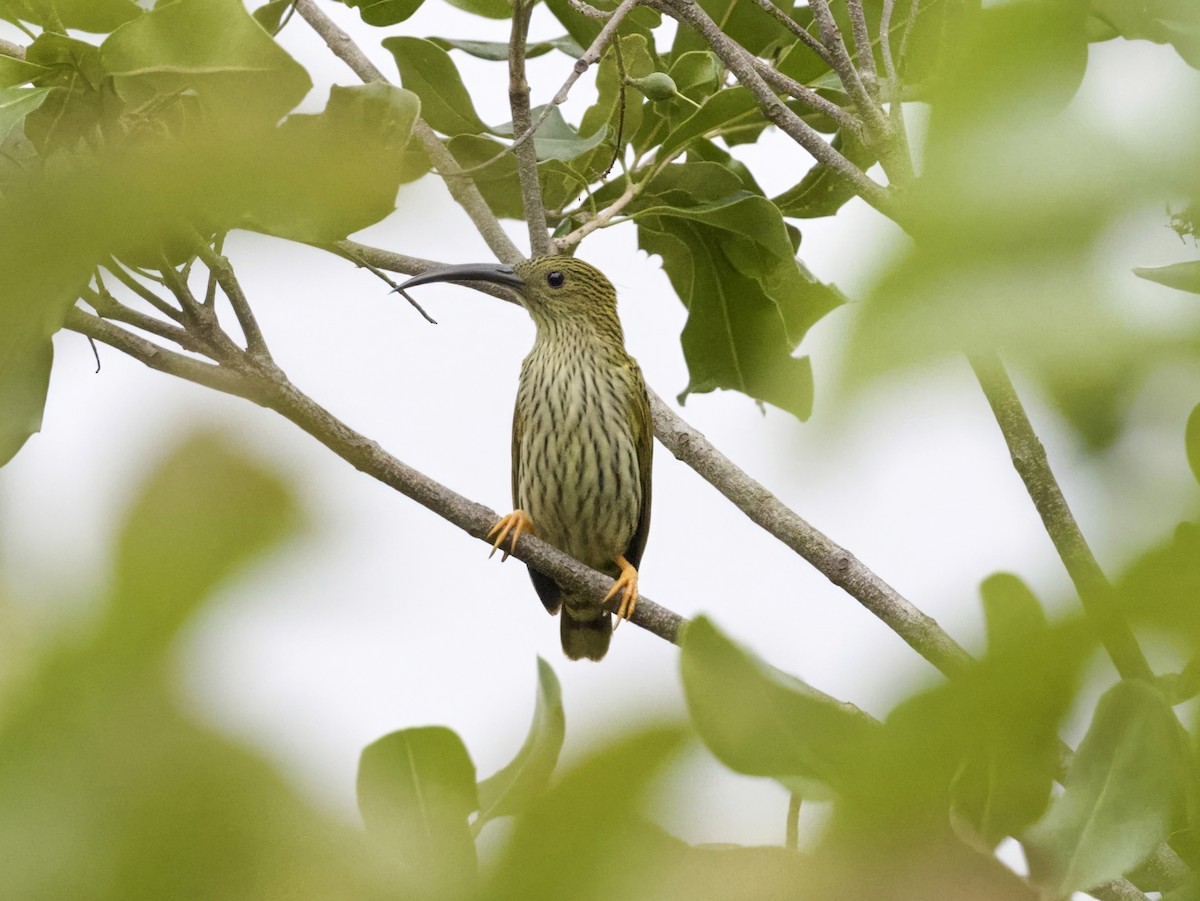 Streaked Spiderhunter - ML646864002
