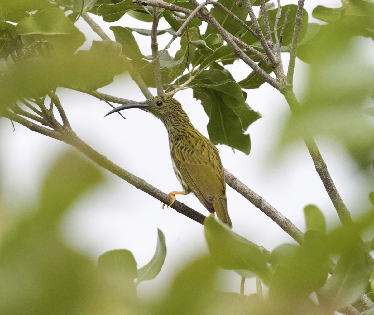 Streaked Spiderhunter - ML646864004