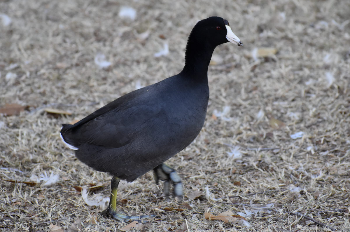 American Coot - ML646864005