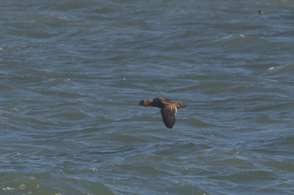 ærfugl - ML646864006