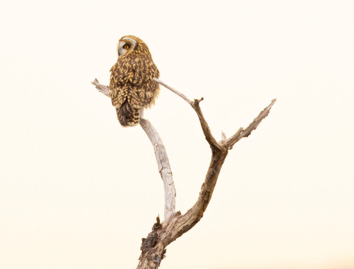 Zingira-hontza - ML646864008