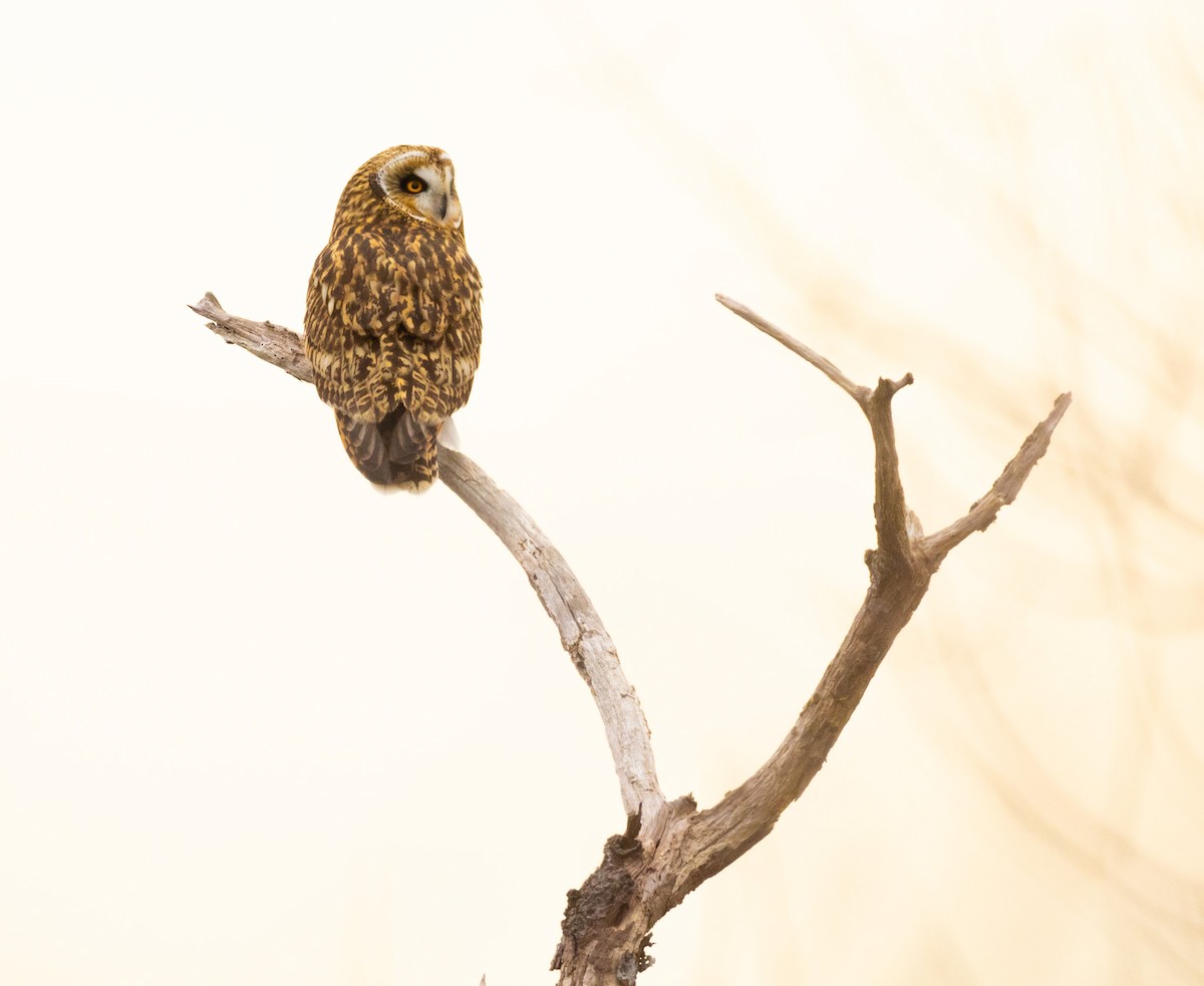 Zingira-hontza - ML646864009