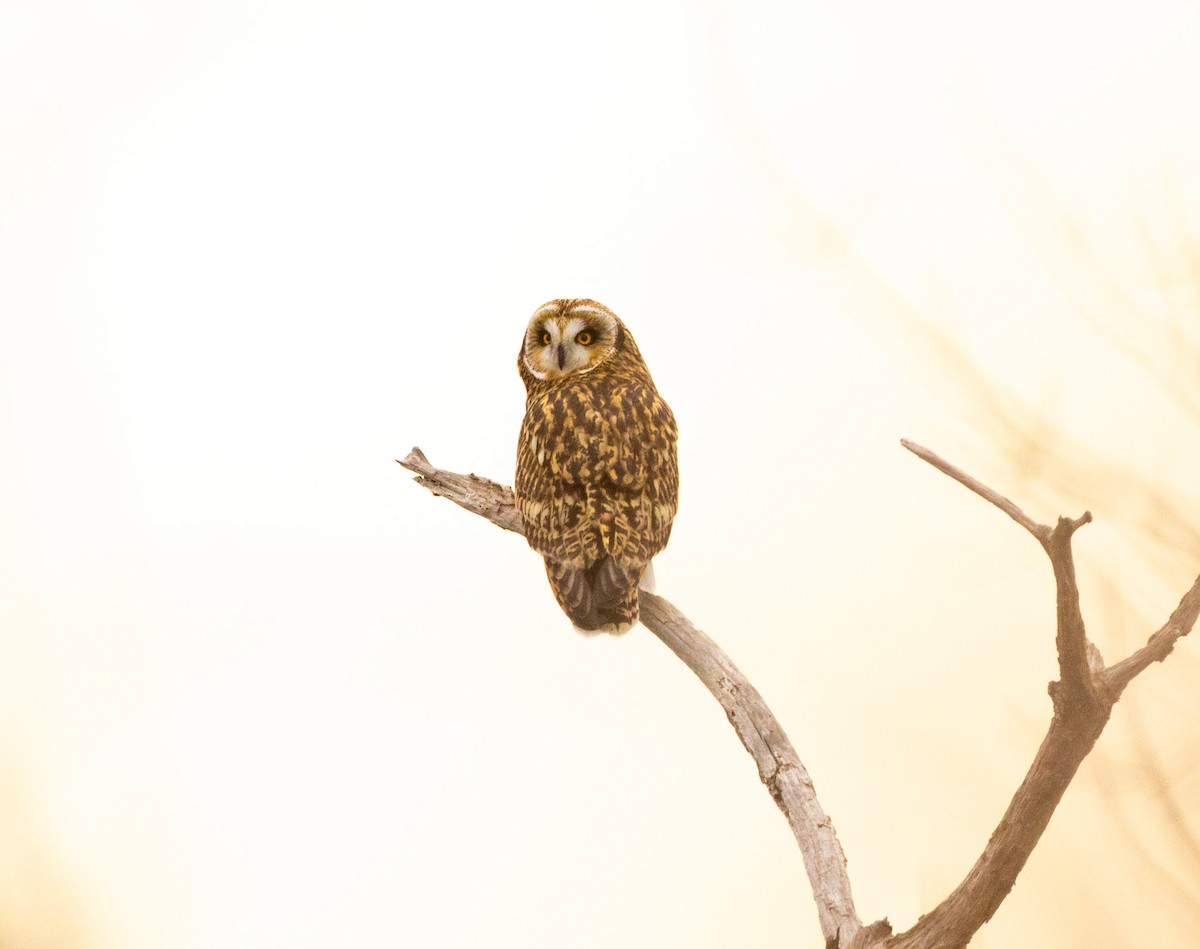 Zingira-hontza - ML646864010