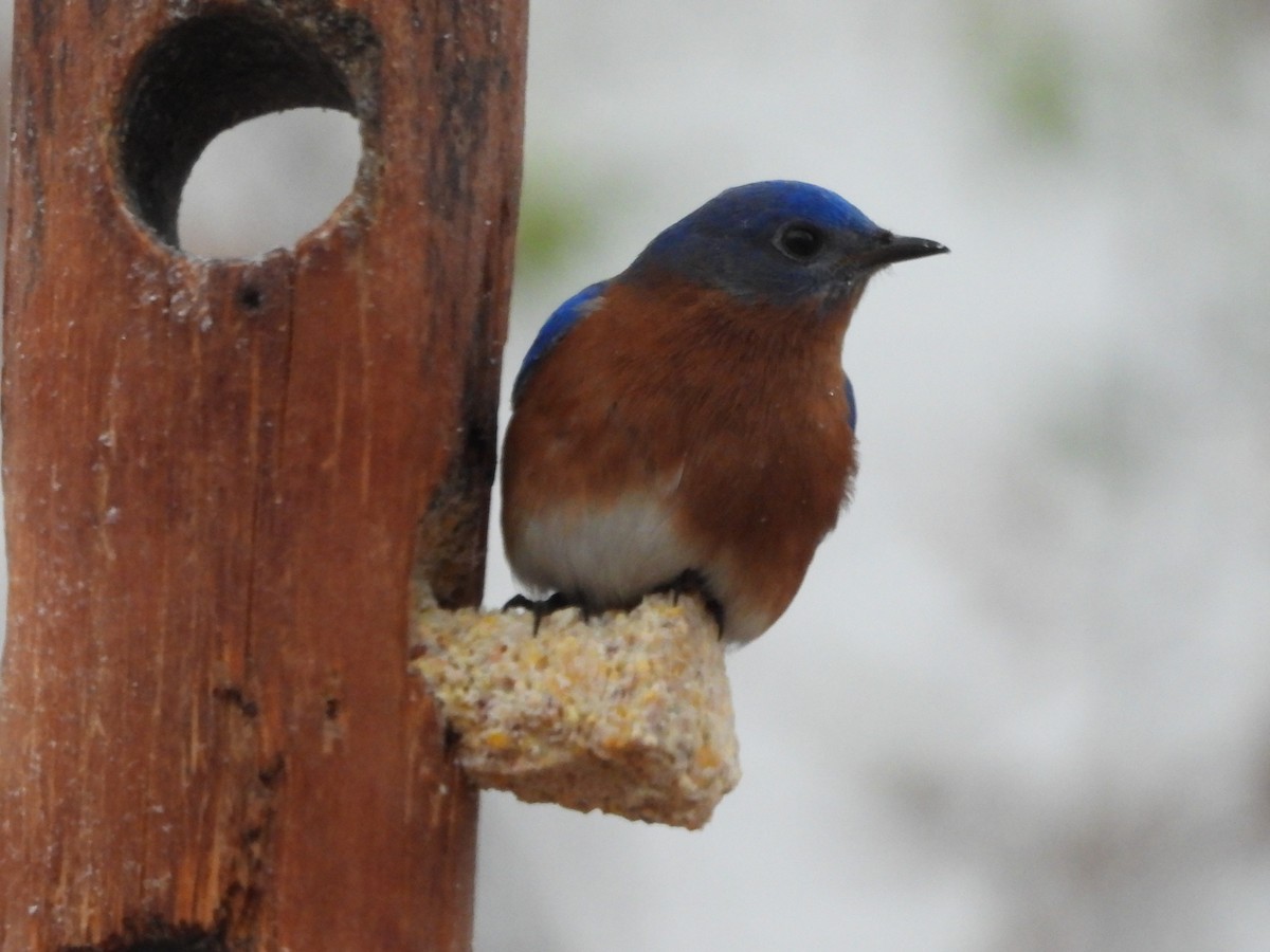 Azulejo Oriental - ML646864011