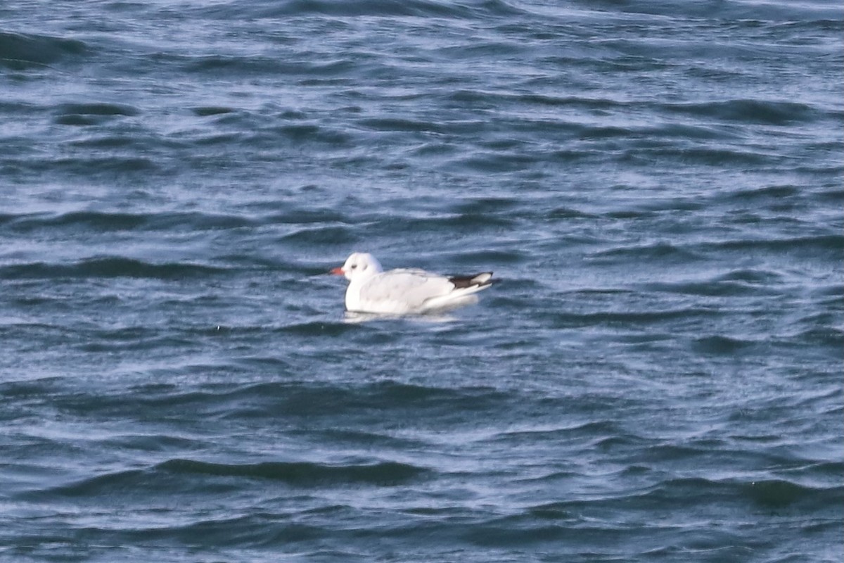 Black-headed Gull - ML646864012