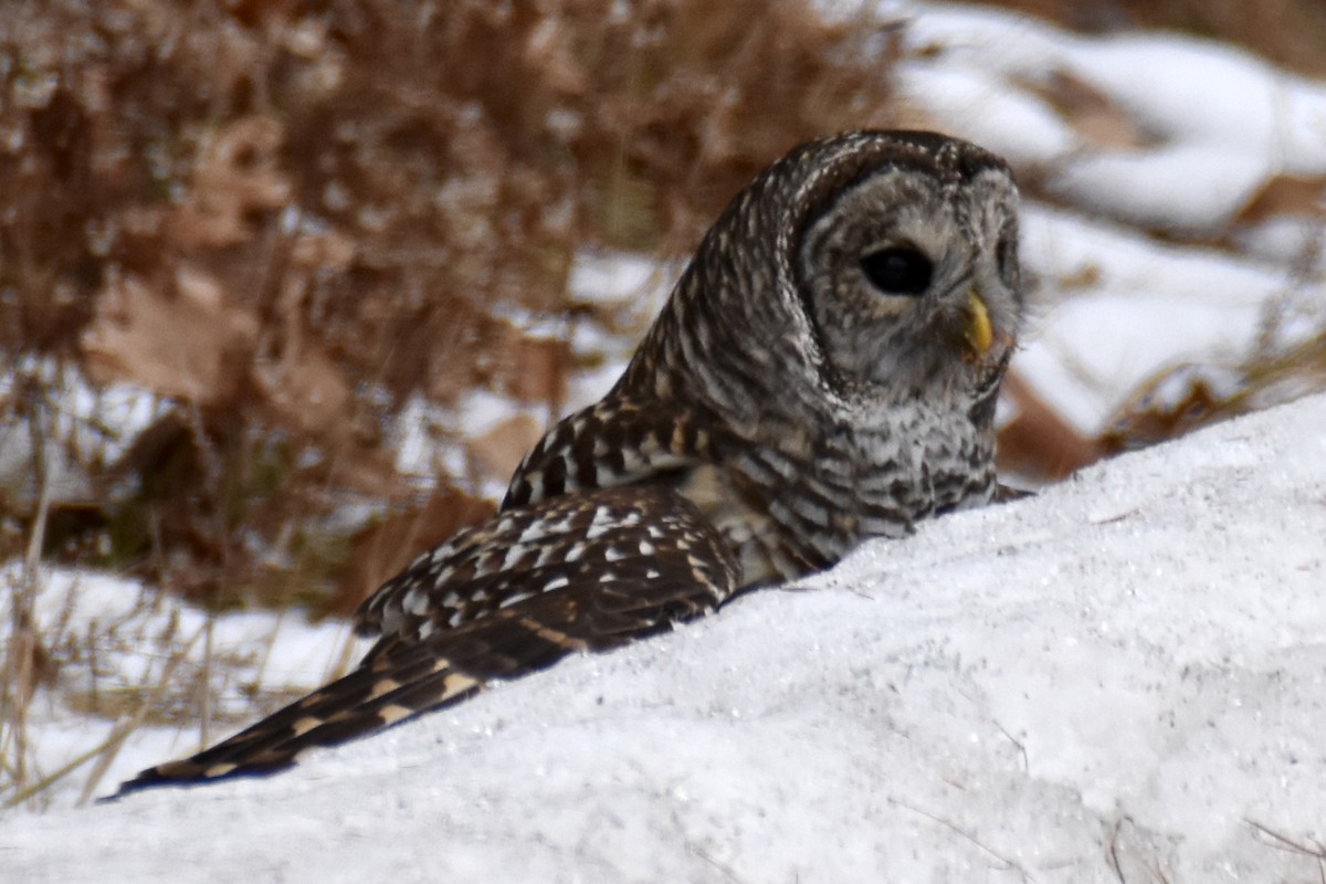 Barred Owl - ML646864013