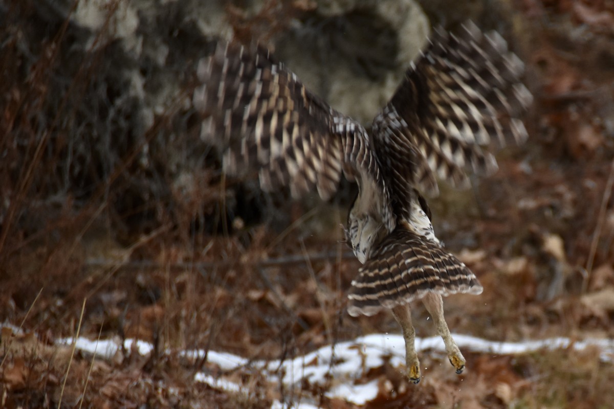 Barred Owl - ML646864014