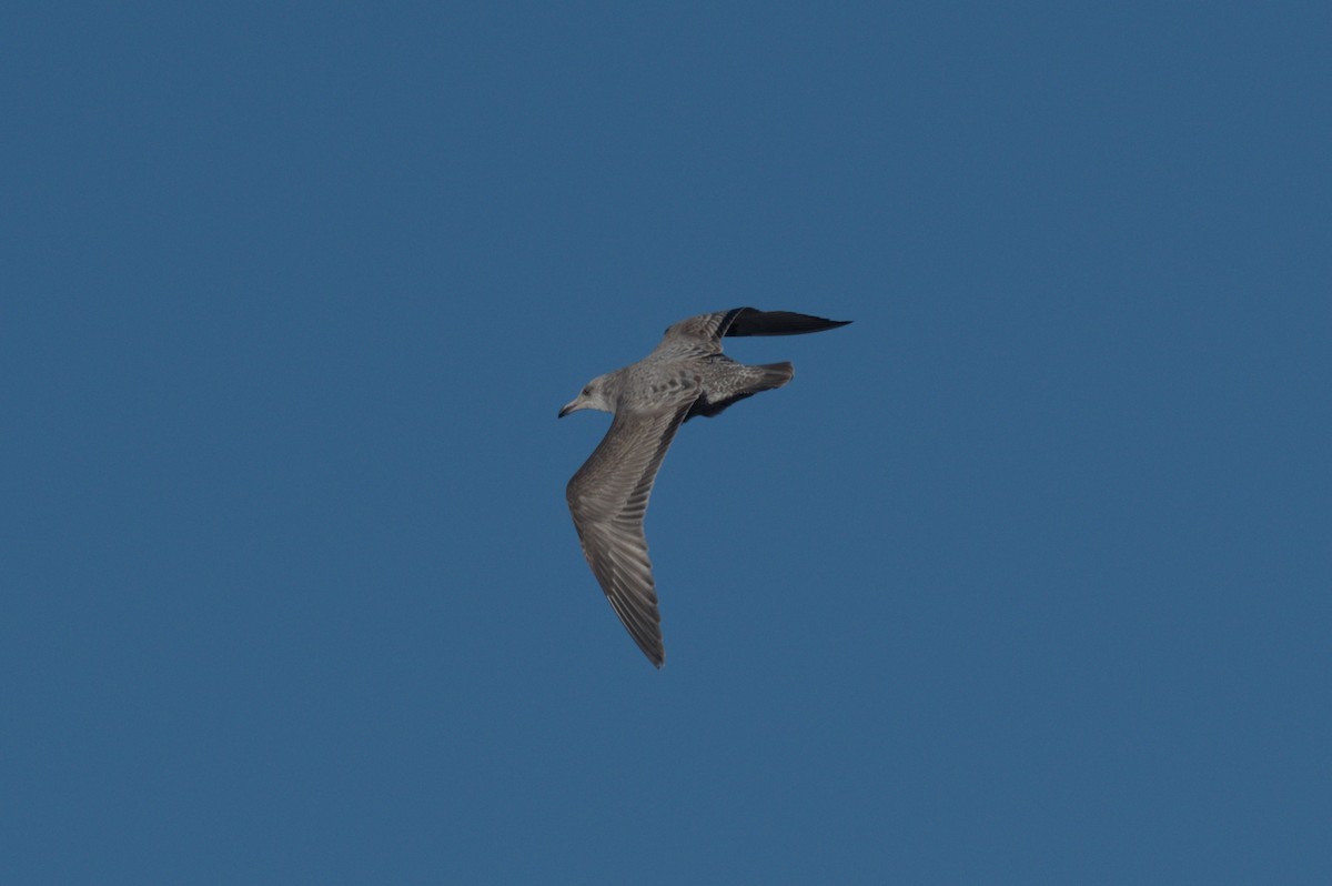 American Herring Gull - ML646864015