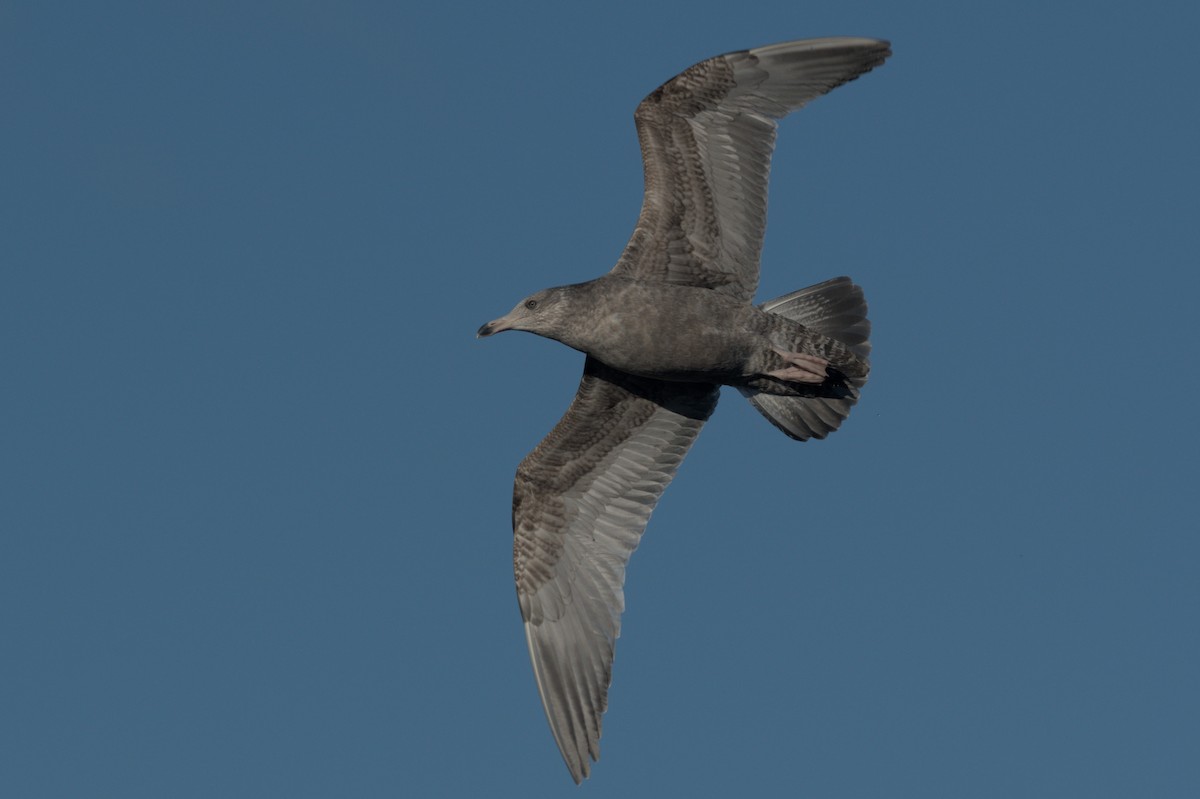 American Herring Gull - ML646864016