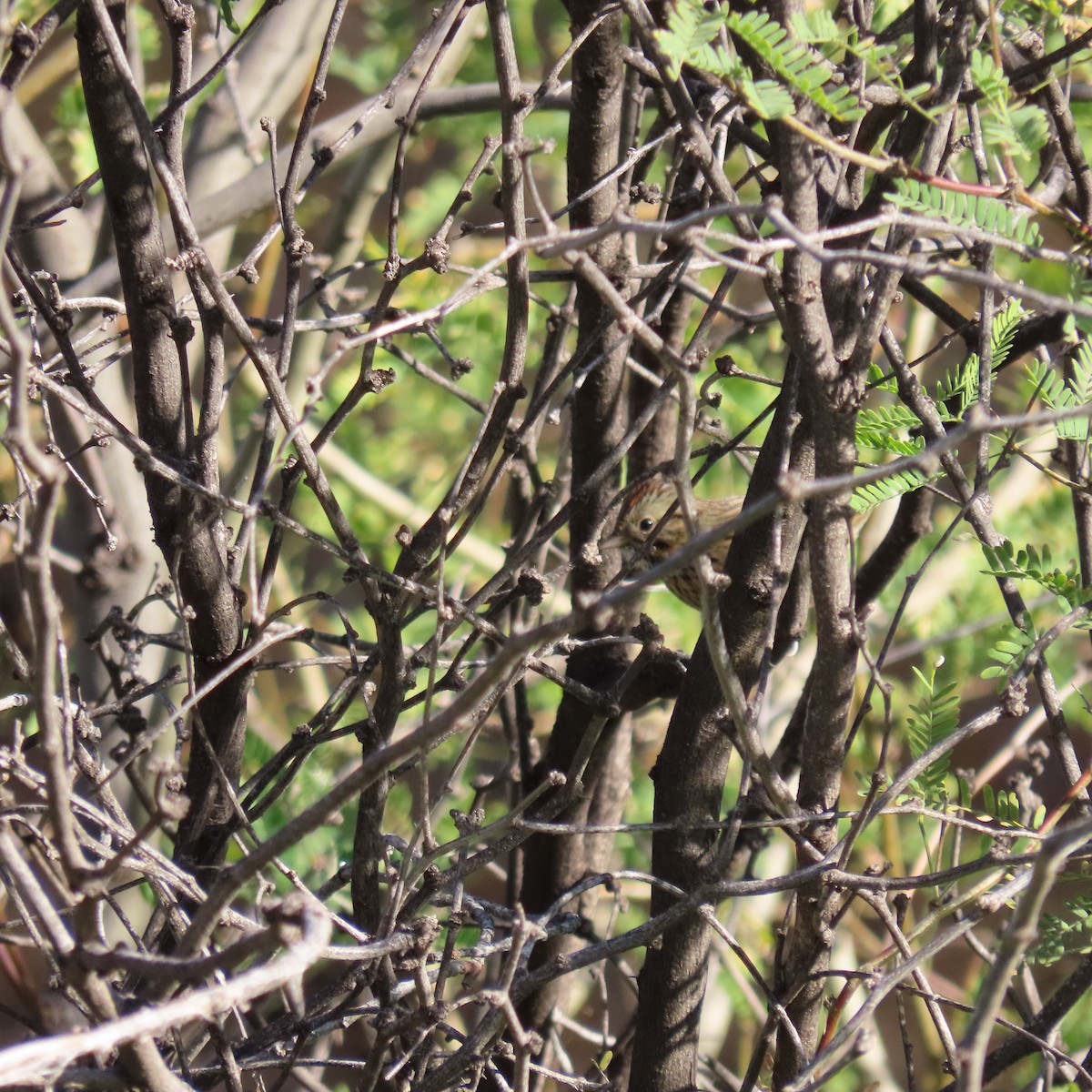 ヒメウタスズメ - ML646864017