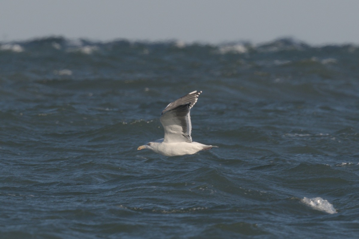 Great Black-backed Gull - ML646864018