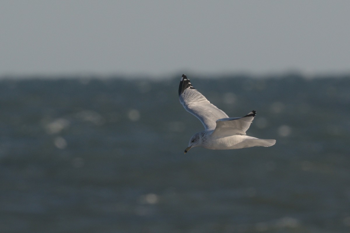 Ring-billed Gull - ML646864020