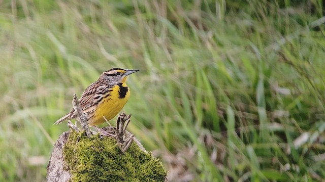 Большой луговой трупиал - ML646864021