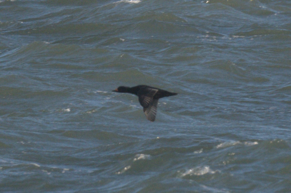 turpan žlutozobý - ML646864022