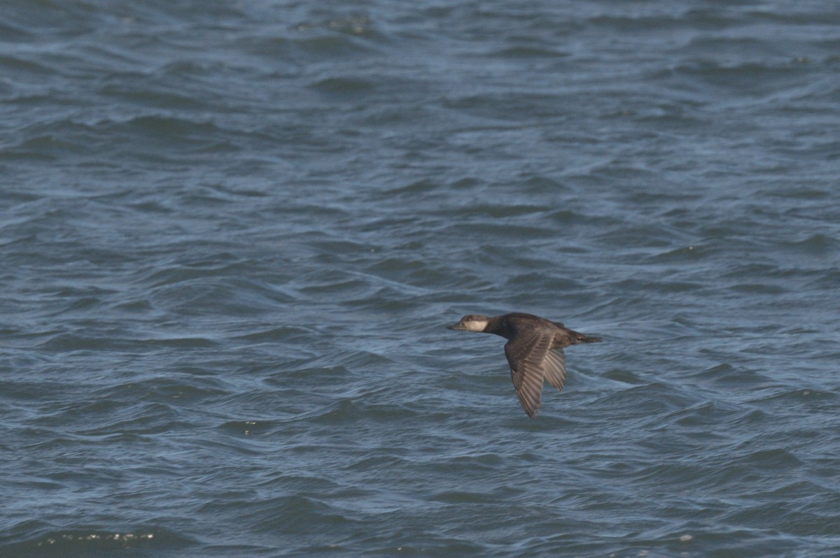 turpan žlutozobý - ML646864023