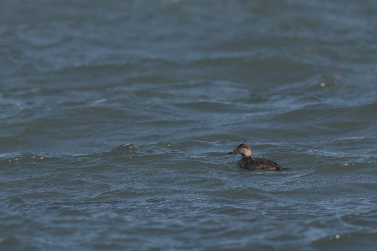 turpan žlutozobý - ML646864024