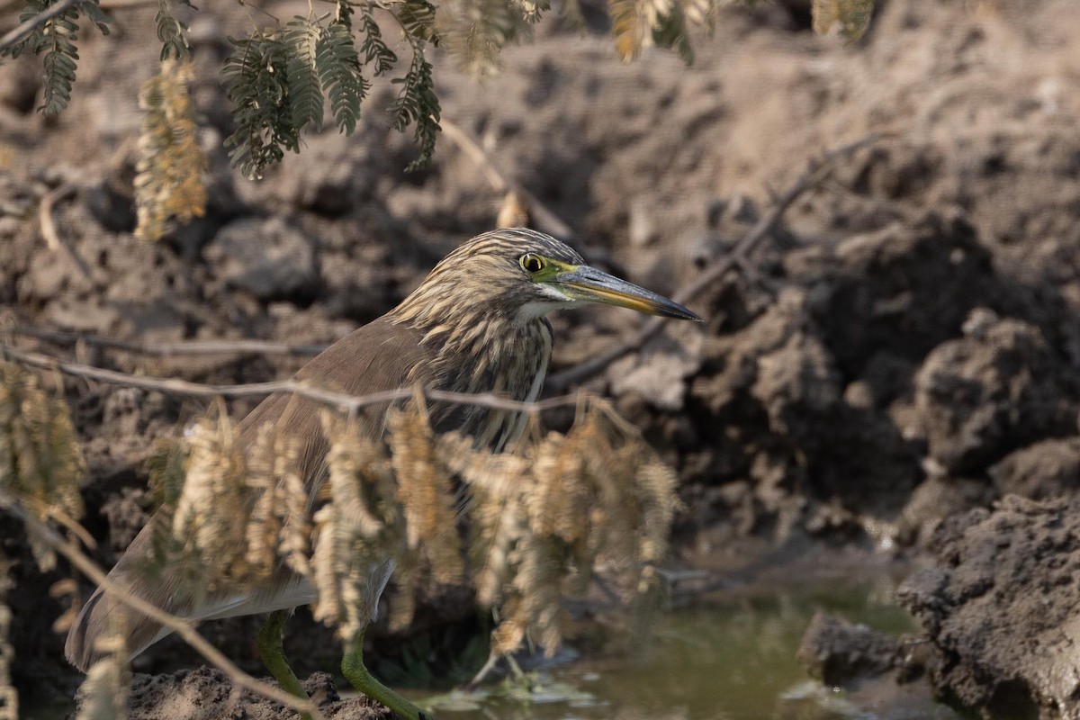 Индийская прудовая цапля - ML646864025