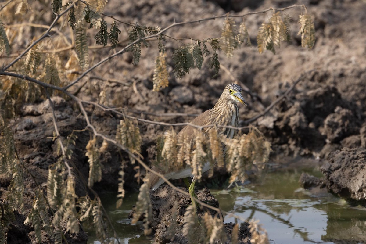 Индийская прудовая цапля - ML646864026