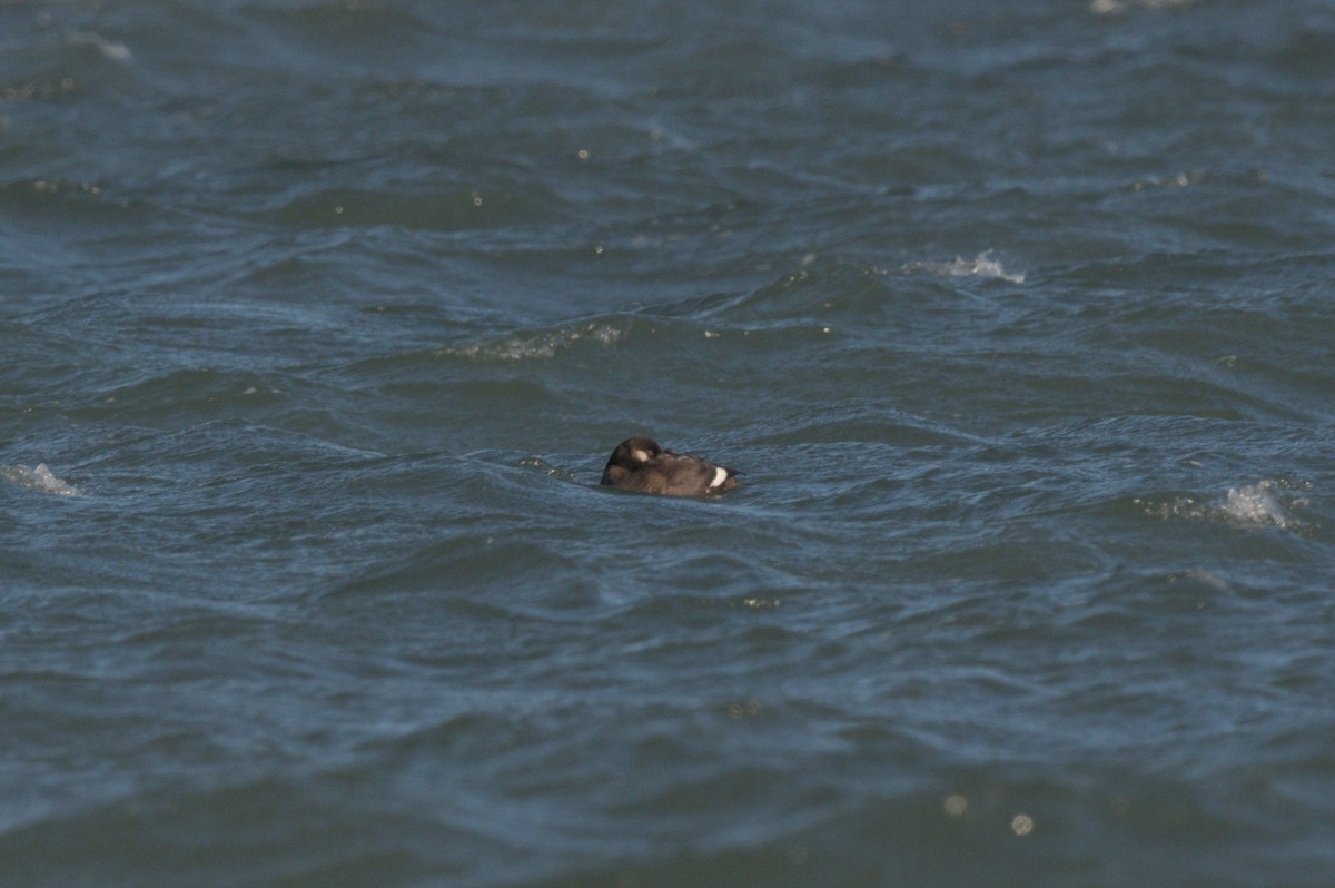 White-winged Scoter - ML646864027