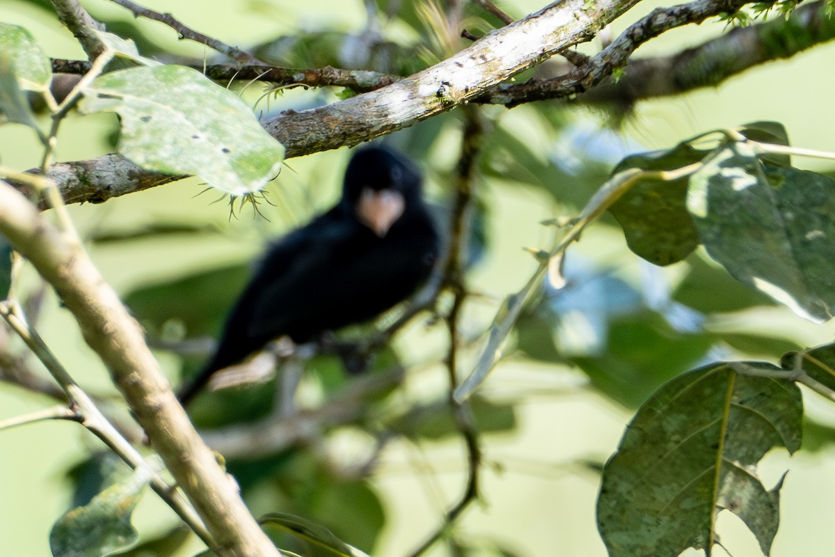 Nikaragua Koca Tohumculu - ML646864028