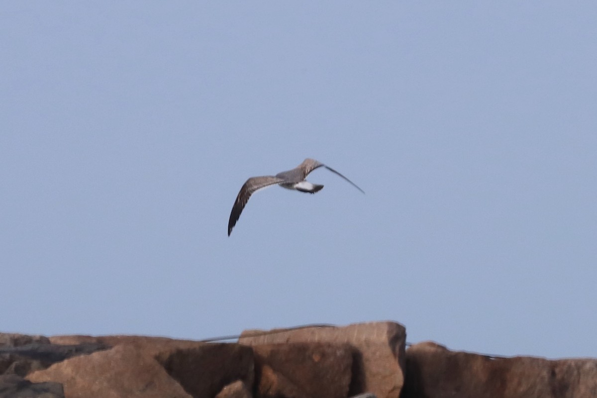 Ацтекская чайка - ML646864029