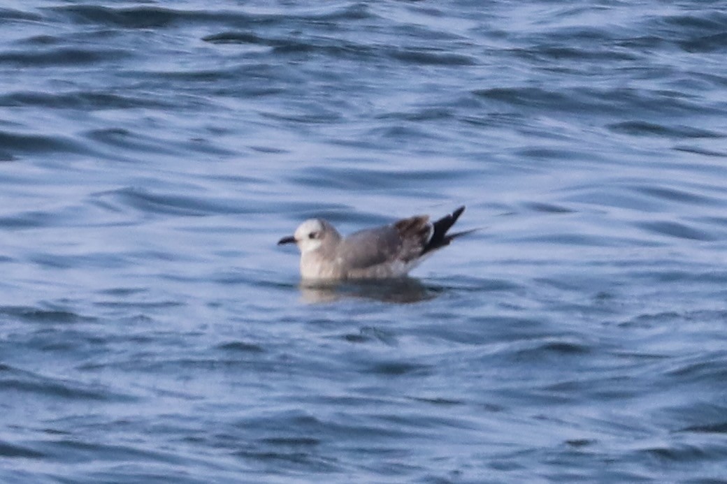 Ацтекская чайка - ML646864030