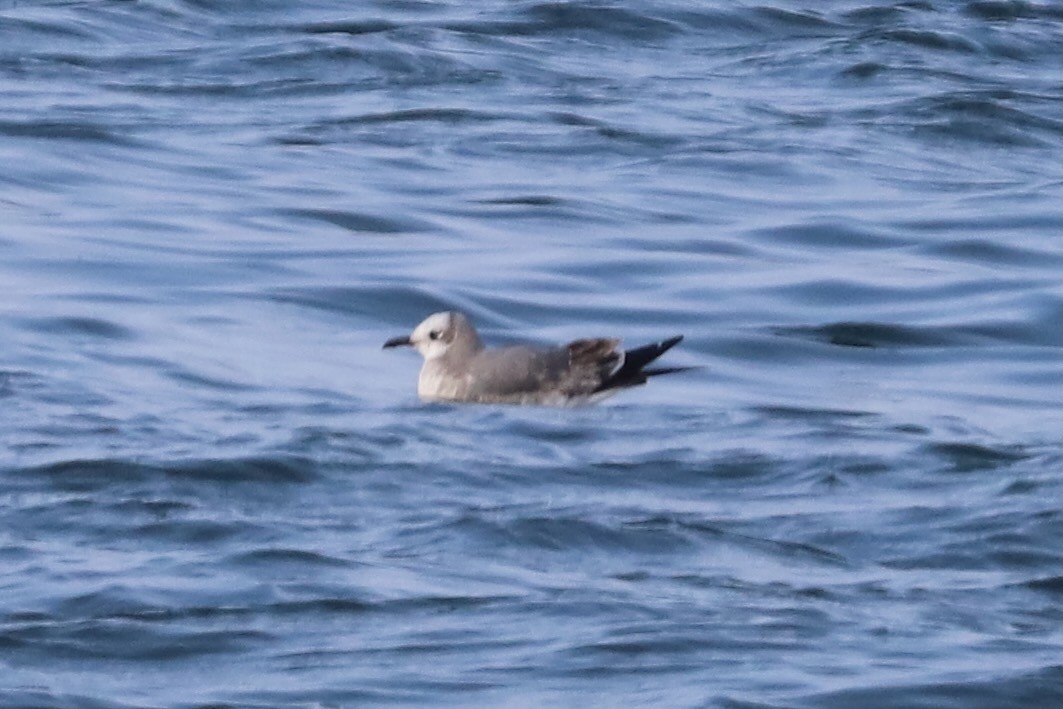 Ацтекская чайка - ML646864031