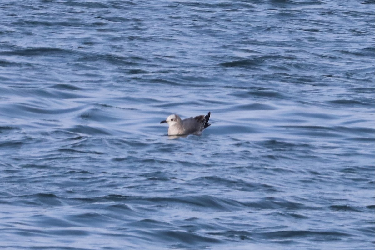 Ацтекская чайка - ML646864032