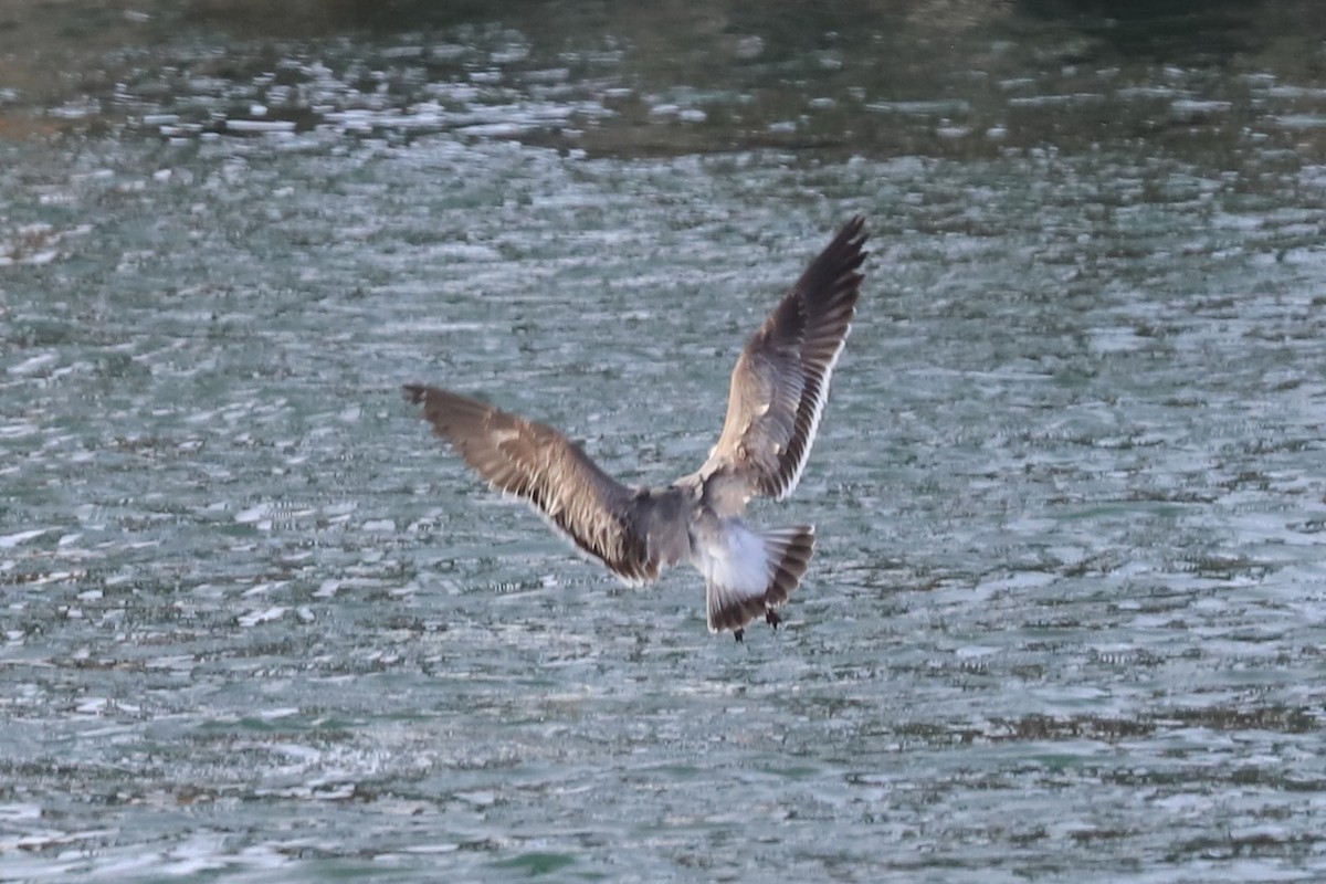 Ацтекская чайка - ML646864033