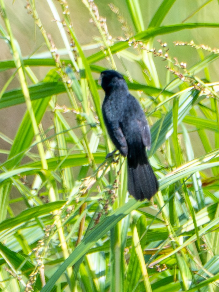 Nikaragua Koca Tohumculu - ML646864035