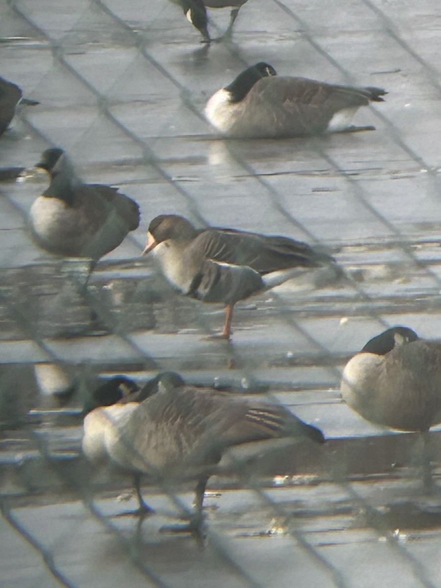 Ánsar Careto - ML646864036