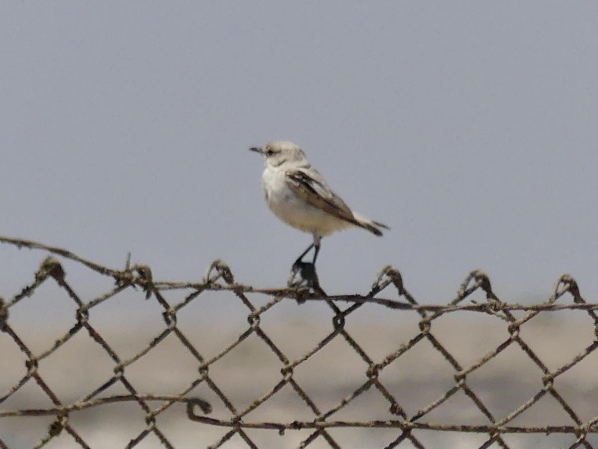 Tractrac Chat - ML646864037