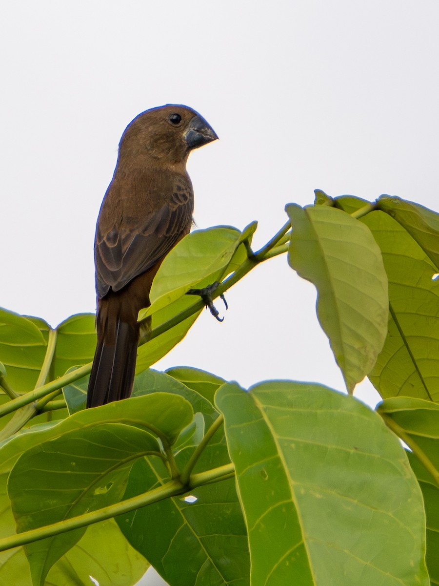 Küçük Koca Tohumcul - ML646864039