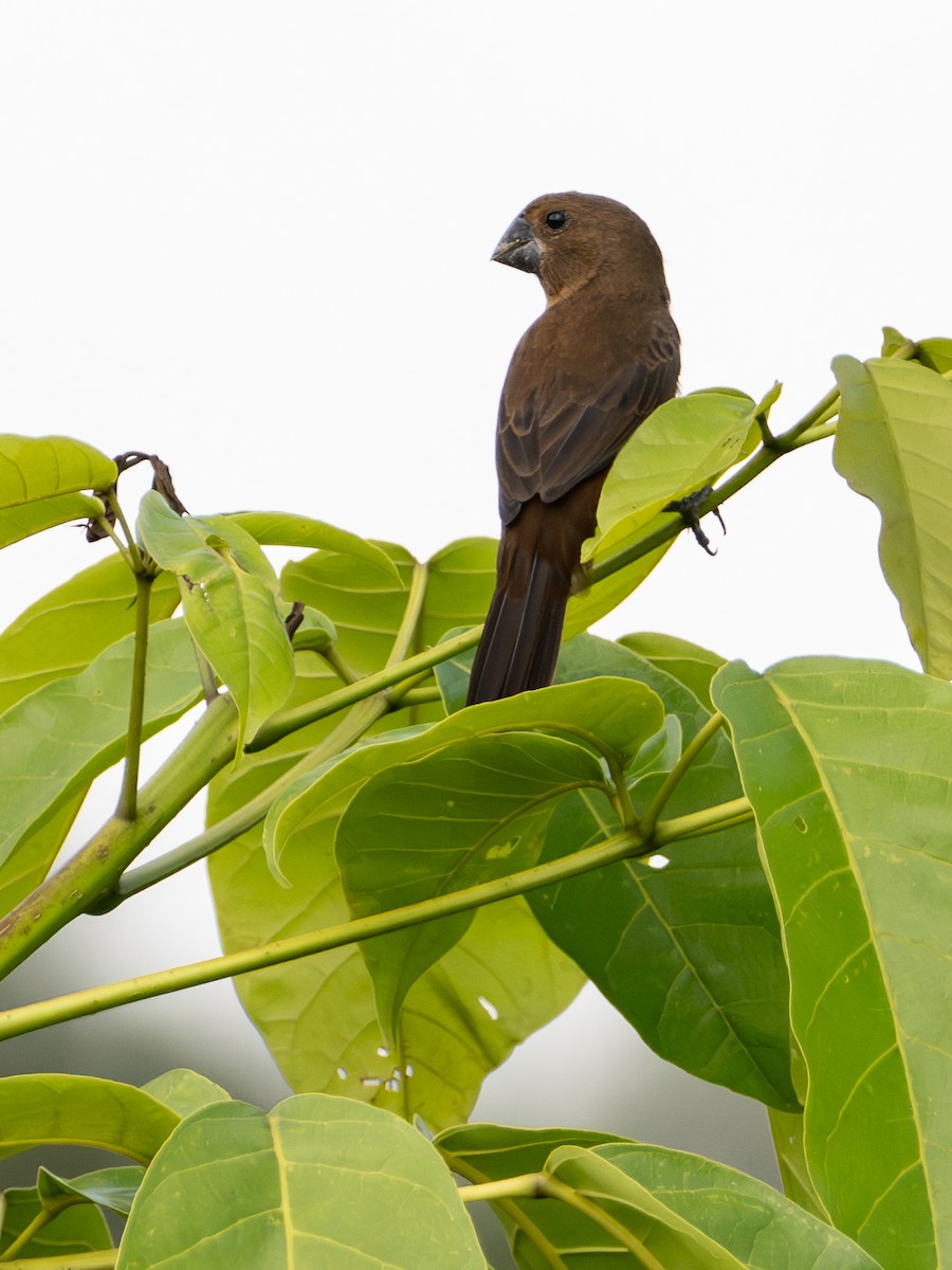 Küçük Koca Tohumcul - ML646864041