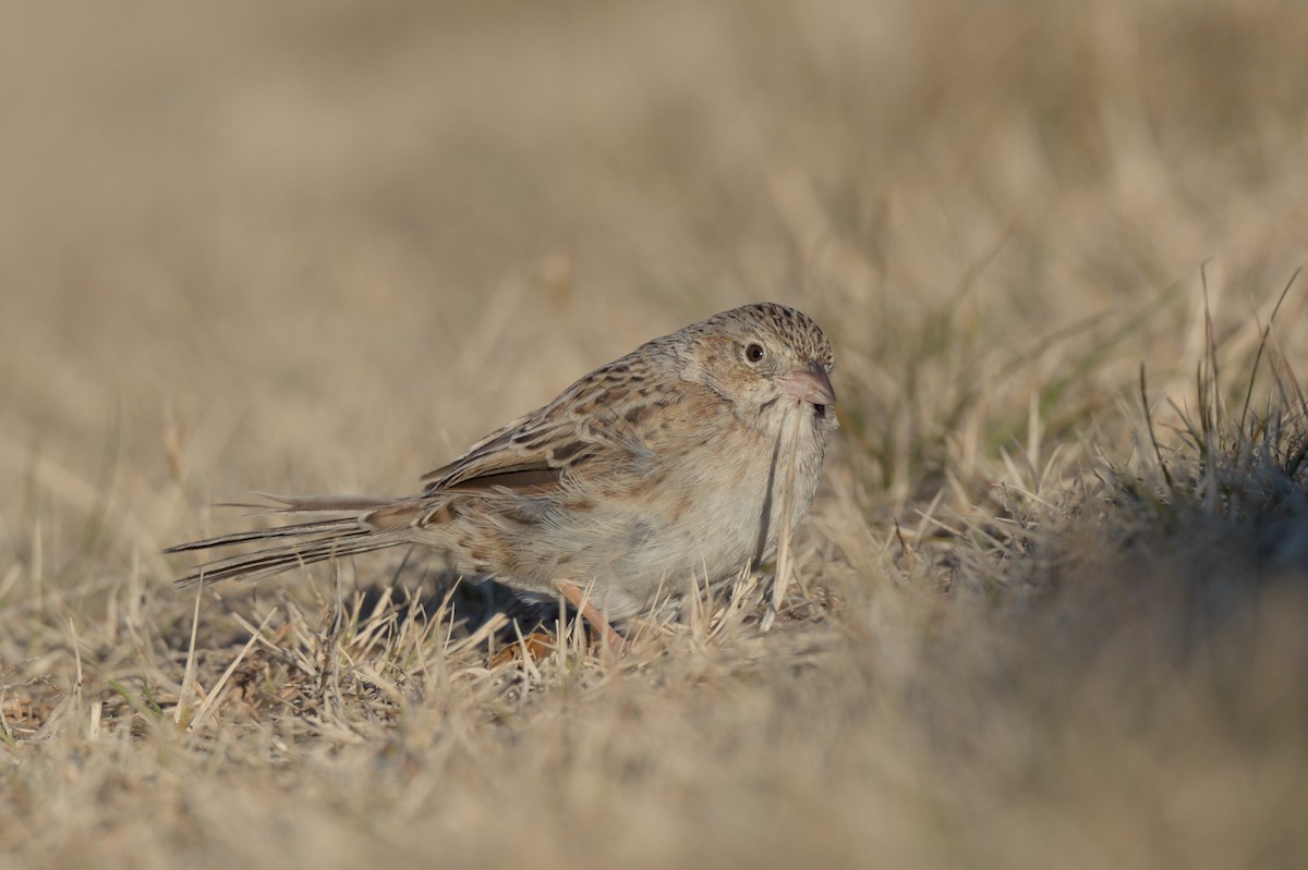 Cassin's Sparrow - ML646864047