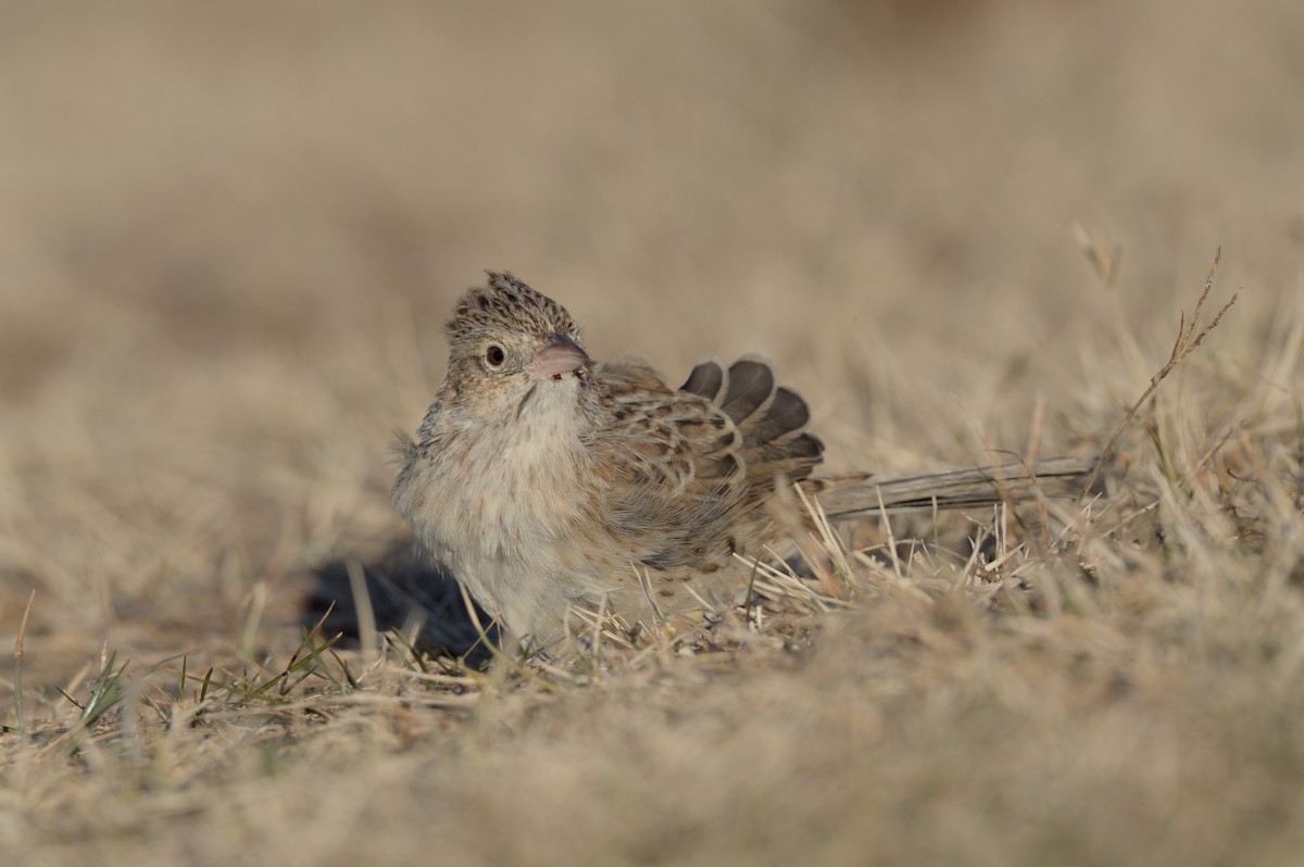 Cassin's Sparrow - ML646864048